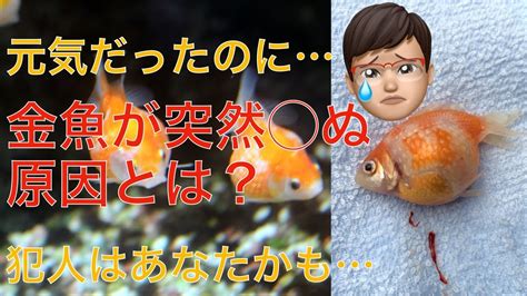 金魚死掉處理|【金魚死掉處理】金魚駕鶴西歸？神救援秘笈！金魚死掉處理全攻。